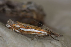 Scarce Grass-veneer (Crambus pratella)