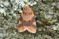 Brown-barred Tortrix (Epagoge grotiana)