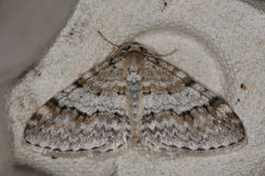 Welsh Wave (Venusia cambrica)