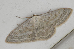 Cream Wave (Scopula incanata)