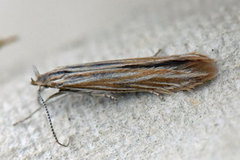 Coleophora