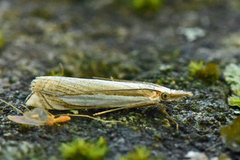Grass-veneer (Crambus pascuella)