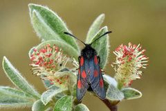 Fjellbloddråpesvermer (Zygaena exulans)