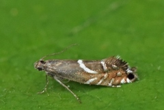 Glyphipterix equitella