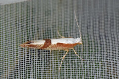 Cherry Fruit Moth (Argyresthia pruniella)