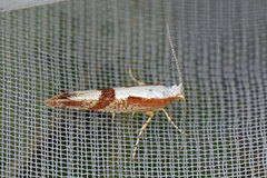 Kirsebærmøll (Argyresthia pruniella)