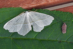 Light Emerald (Campaea margaritaria)