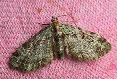 Green Pug (Pasiphila rectangulata)
