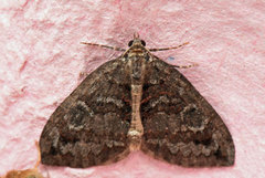 July Highflyer (Hydriomena furcata)