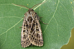 Hvitribbet åkerfly (Tholera decimalis)