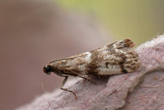 Granfrøsmalmott (Assara terebrella)