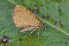 Rannoch Looper (Macaria brunneata)
