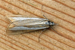 Pearl-band Grass Veneer (Catoptria margaritella)
