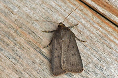 Grått pyramidefly (Amphipyra tragopoginis)