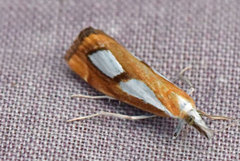 Toflekket nebbmott (Catoptria pinella)