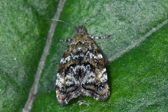 Bjørkebredmøll (Choreutis diana)