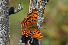 Comma Butterfly (Polygonia c-album)