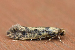 Brunhodereirmøll (Niditinea fuscella)