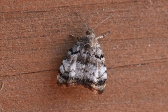 Eplebredmøll (Choreutis pariana)