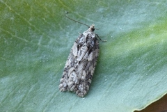 Granflatvikler (Acleris abietana)