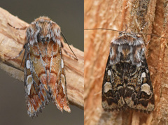 Furufly (Panolis flammea)