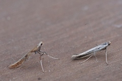 Caloptilia elongella