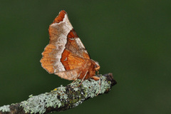 Praktmånemåler (Selenia tetralunaria)