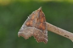 The Herald (Scoliopteryx libatrix)