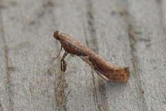 Caloptilia stigmatella