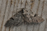Taigadvergmåler (Eupithecia conterminata)
