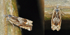 Mørk gullrisengvikler (Eucosma aspidiscana)