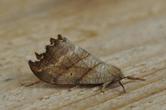 Scalloped Hook-tip (Falcaria lacertinaria)
