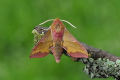 Small Elephant Hawk-moth (Deilephila porcellus)