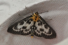 Small Magpie (Anania hortulata)
