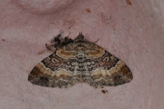 Red Twin-spot Carpet (Xanthorhoe spadicearia)