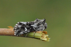 Toadflax Brocade (Calophasia lunula)