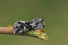 Torskemunnfly (Calophasia lunula)