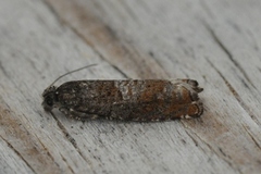 Common Birch Bell (Epinotia immundana)