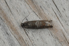 Common Birch Bell (Epinotia immundana)