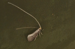 Large Long-horn (Nematopogon swammerdamella)