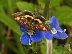 Mynteengmott (Pyrausta aurata)