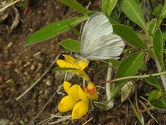 Skoghvitvinge (Leptidea sinapis)