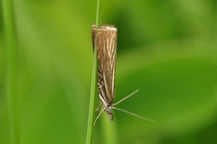 Garden Grass-veneer (Chrysoteuchia culmella)