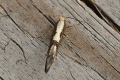 Apple Fruit Moth (Argyresthia conjugella)