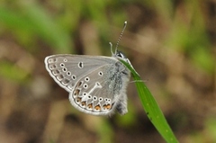 Brun blåvinge (Aricia eumedon)