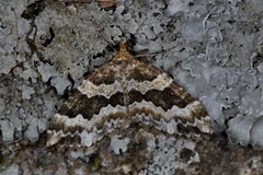 Broken-barred Carpet (Electrophaes corylata)