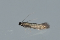 Daisy Bent-wing (Bucculatrix nigricomella)