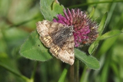 Brunt slåttefly (Euclidia glyphica)