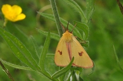 Rødfrynset bjørnespinner (Diacrisia sannio)