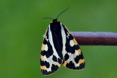 Wood Tiger (Parasemia plantaginis)